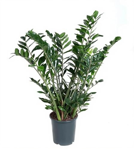 Zamioculcas zamiifolia Glücksfeder Zimmerpflanze 80 cm Höhe