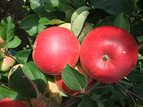 Apfel Reglindis Busch im 7,5 l Topf, 60 cm Stammhöhe