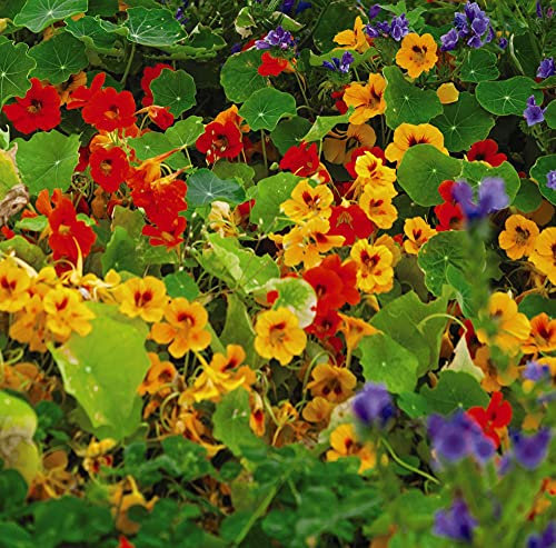 Thompson & Morgan - Flowers - Nasturtium Dwarf Compact Mixed - 50 Seed