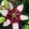 Lilium martagon zwiebeln,winterharte,lilien im topf,lilie riesen,lilien deko,lilien zwiebeln forever susan,lilie,duft lilien,lilien knollen,lilien zwiebeln winterhart mehrjährig.-2 zwiebeln-J