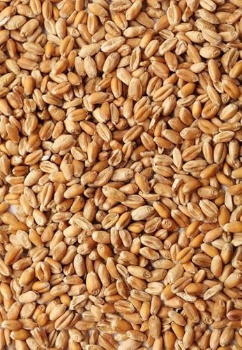 Grano Duro in Chicchi 1Kg - Origine Sicilia – Coltivazione Propria – Essiccatura Naturale – Pulito e Selezionato a Mano