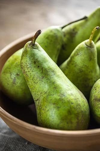 Pero ABATE FETEL - Pianta da Frutto Frutta polpa bianca