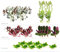 Floratica Super Mix Bundle 01 Live Aquarium Plants Tropical Fish Tank Shrimp Safe Snail Free