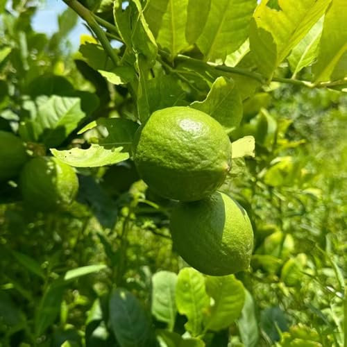 zitronenbaum samen - exotische pflanzen samen saatgut zimmerpflanze obstbaum balkon deko winterfeste pflanzen für balkon zitruspflanzen säulenobstbäume büropflanzen zitronenbaum 80pcs