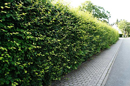 10 Stk. Rotbuche Rotbuchenhecke Topfware 30-50 cm hoch - Fagus sylvatica - Garten von Ehren®
