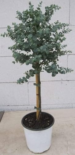 Eucalyptus gunnii Azura Stämmchen 60cm