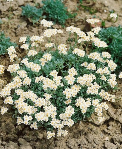 Achillea umbellata 9x9 cm Topf – Winterhart, Mehrjährig, Pflegeleicht – Silber-Schafgarbe – Staude für Steingarten & Beet