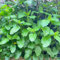 150 pcs zitronenmelisse samen mehrjährig, kräuter samen, hochbeete für garten zitronenmelisse pflanze - Melissa officinalis - indoor kräutergarten, zimmerpflanzen samen kräuterbeet