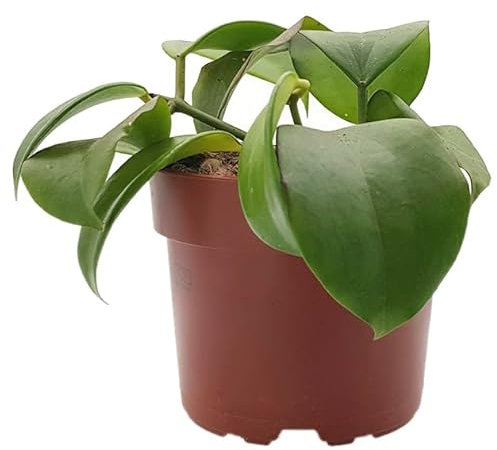 Fangblatt – Hoya quinquenervia – Wachsblume im Ø 10,5 cm Topf – pflegeleichte Porzellanblume – außergewöhnliche Zimmerpflanze
