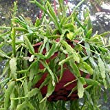 Semi Vischio Cactus (Rhipsalis Roseana) 20 + 20 + Semi ()
