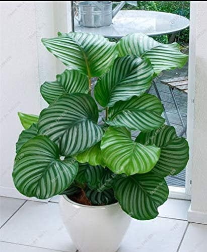 Portal Cool Calathea Samen Lufterfrischer Pflanzen Hochfeuchte-, einfach anzubauen 100Pcs Keine Steuer S