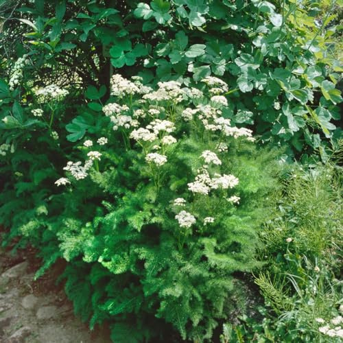 Meum athamanticum 9x9 cm Topf – Winterhart, Mehrjährig, Pflegeleicht – Bärwurz – Kräuterpflanze für Beet & Topf