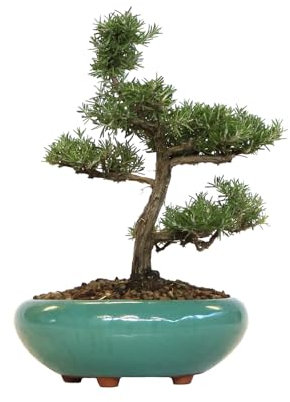 KENTIS - Rosmarin Bonsai Baum Echt für Draußen - Rosmarinus Officinalis Gartenbonsai - Balkon Pflanzen - H 27/37 cm Topf Ø 20 cm