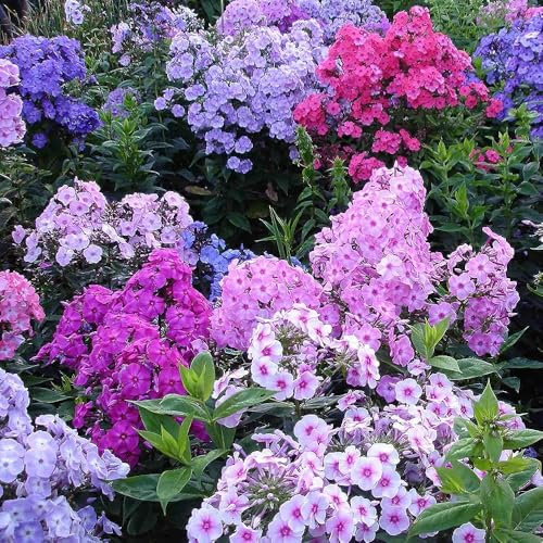 1000 Sementi Floreali Phlox Strisciante (Colori Misti), Sementi Floreali Fiori Perenni Phlox Subulata con Fiori Rosa, Viola e blu, a Rapida Dffusione - Ideali per Giardini Rocciosi, Pendii e Bordure