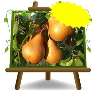 Birnbaum Birne Kaiser Alexander - Obstpflanzen antik auf Blumentopf einer Vase von 26 - Baum max 180 cm – 4 Jahre Anbau Italien