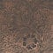Papier peint intissé William Morris Marigold Fibrous Charcoal 1005 x 52cm Gris | Revêtement Mural, Tapisserie | Ambiance Facile à poser et à enlever
