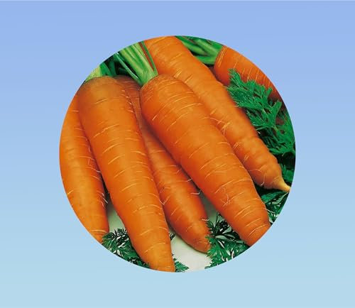 300 graines de carotte automne hiver king 2 - -Idéal cuisine et stockage - Racines levées tardives - Variété large et très apprécié