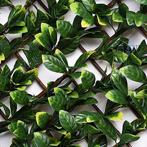 Suinga Celosia Madera 100x200 cm | Celosia de Mimbre Hojas de Laurel | Celosia Interior Exterior | Celosia Extensible | Celosia Decorativa