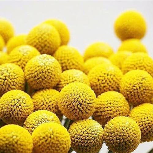 kiskick 100 Stück/Beutel Craspedia Globosa-Samen, natürliche, produktive jährliche Oranamental-Blumen-Bonsai-Sämlinge für den Garten Samen
