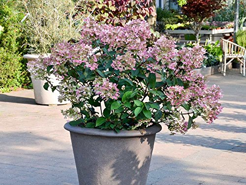 Rispenhortensie 'Wims Red' - Blüte rosa & weiß - Hydrangea paniculata Wims Red - Containerware 60-80 cm - Garten von Ehren®