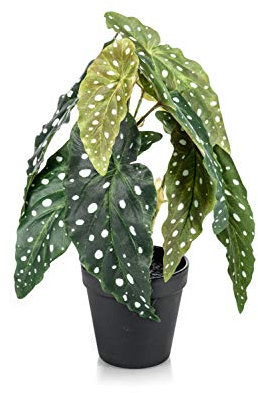 artplants.de Konstgjord forellbegonia Joelle, grön-vit, 30 cm