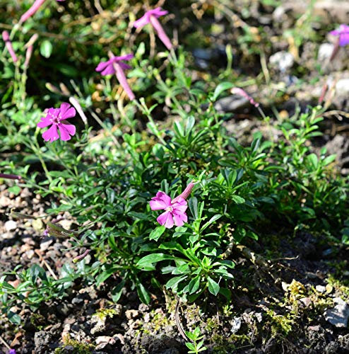 Leimkraut Splendens - Silene schafta - lebende Gartenpflanze aus den Baumschulen