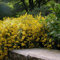 Genista Lydia - Arbuste à fleurs jaunes vibrantes - Parfait pour les jardins de rocaille et les bordures