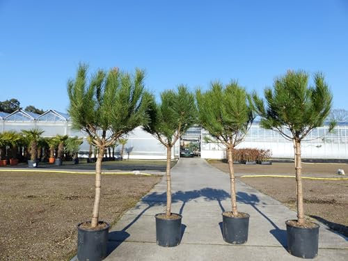 gruenwaren jakubik Pinus Pinea Mittelmeerkiefer 180 cm Pinie Kiefer Stamm Premium XL Stamm, winterhart