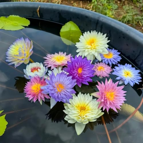 Winterfest Lotus/Seerosen kernels，Fachgerecht Gepflanzt, GartenverschöNerung-10pcs