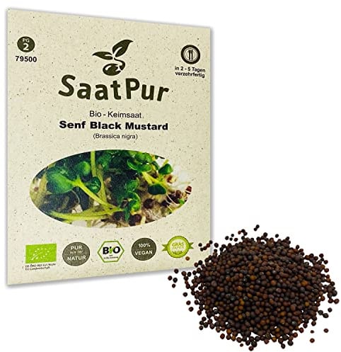 Senf Black Mustard BIO Keimsprossen von SaatPur - schwarzer Senf Sprossen, Microgreens - 30g