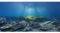 AWERT Ocean Floor Fish Tank Hintergrund Unterwasserstein Aquarium Hintergrund 121,9 x 61 cm Vinyl