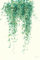 Cuadro de flores Planta tropical Ceropegia ilustrada – Made in France – Lienzo impreso 60 x 90