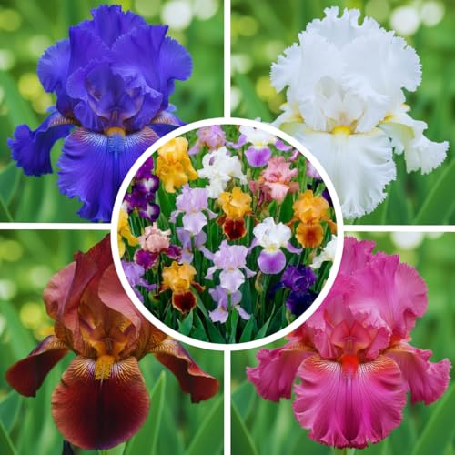 Schwertlilien Winterhart Mehrjährig aus Holland - Germanica - 5 Wurzeln | Iris-Wurzeln aus Holland, für Garten und Beet, Blüte Mai-Juni (kein Samen, nicht künstlich)