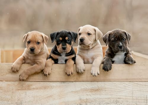 Nathan – Puzzle 1000 Teile – Die American Staffordshire Terriers – Erwachsene und Kinder ab 12 Jahren – Hochwertiges Puzzle – perfekte Integration – Kollektion Tendresse – 12001145