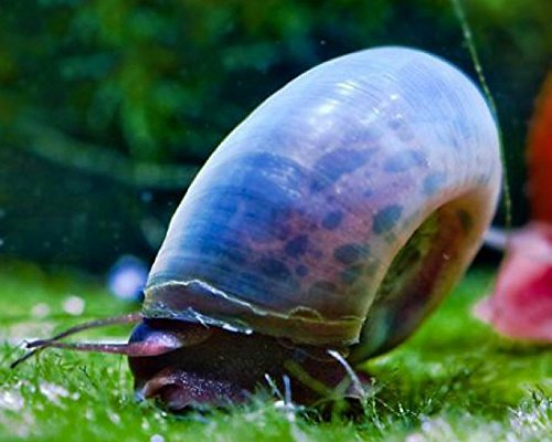 Garnelio - Avatar Posthornschnecke - Planorbella duryi duryi (Blaue PHS) - 5er Gruppe