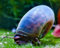 Garnelio - Avatar Posthornschnecke - Planorbella duryi duryi (Blaue PHS) - 5er Gruppe