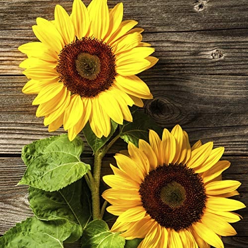 20 Lunch Servietten Sonnenblume Herbst 33cm
