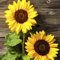 20 Lunch Servietten Sonnenblume Herbst 33cm