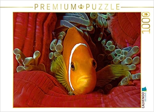 CALVENDO Puzzle Nemo, wie auf Samt gebettet 1000 Teile Puzzle quer | 1000 Teile Lege-Größe 64 x 48 cm Foto-Puzzle für glückliche Stunden
