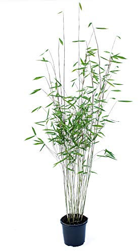 Schwarzer Bambus - Fargesia nitida Black Pearl - keine Wurzelausläufer - schnell wachsend - winterhart (40/60 cm hoch)