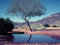THISIT DIY Peinture par Numéro Kit,Arbre,Bush,Piscine,Réflexion,Montagnes-40 * 50cm avec cadre en bois