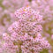Heidekraut winterhart samen （winterheide）、 bodendecker winterhart mehrjährig、gartendeko für draußen pflanzen samen、zimmerpflanzen blumenwiese、hochbeete für garten balkonpflanzen、garten 100pcs