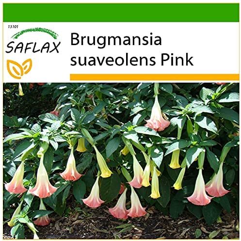 SAFLAX - Trompeta de ángel/Fucsia - 10 semillas - Con sustrato estéril para cultivo - Brugmansia suaveolens Pink
