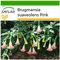 SAFLAX - Trombone d'angelo rosa - 10 semi - Con substrato - Brugmansia suaveolens Pink