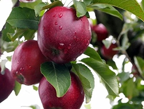 USA Grown Bio! Red Delicious Apple Tree Pflanze -10 Samen- Wachsen Sie Ihre Selbst!