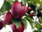 USA Grown Bio! Red Delicious Apple Tree Pflanze -10 Samen- Wachsen Sie Ihre Selbst!
