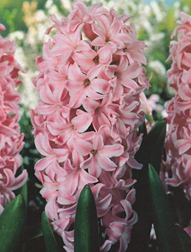 5 Hyazinthen Pink duftend Blumenzwiebeln