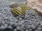 Topbilliger Tiere Zebra Rennschnecke Neritina turrita 5X