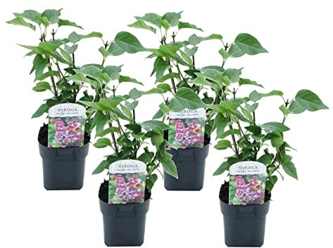 Plant in a Box - Flieder - 4er Set - Syringa vulgaris Michel Buchner - Höhe 25-40cm - Topf 17cm - Zierstrauch für Garten - Lila Blüten