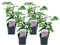 Plant in a Box - Flieder - 4er Set - Syringa vulgaris Michel Buchner - Höhe 25-40cm - Topf 17cm - Zierstrauch für Garten - Lila Blüten